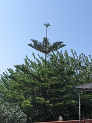 Eutacta