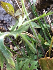 Anemonastrum crinitum