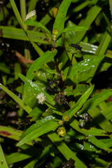 Eclipta prostrata