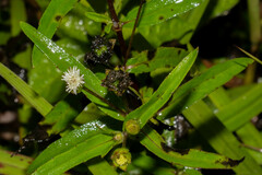 Eclipta prostrata