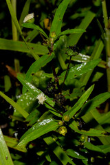 Eclipta prostrata