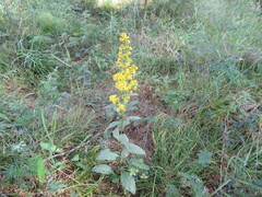 Solidago dahurica