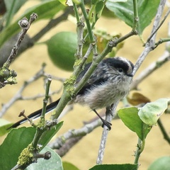 Aegithalos caudatus
