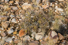 Pelargonium crithmifolium