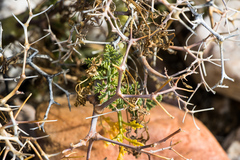 Pelargonium crithmifolium