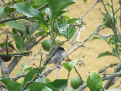 Aegithalos caudatus