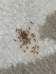 Tetramorium