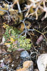 Pelargonium crithmifolium