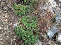 Saxifraga bronchialis