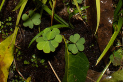 Oxalis