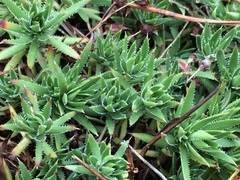 Saxifraga bronchialis