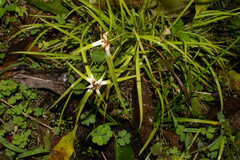 Rhynchospora nervosa