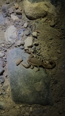 Paravaejovis confusus