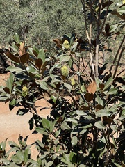 Magnolia