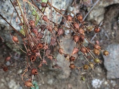Saxifraga bronchialis