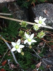 Saxifraga bronchialis