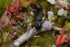 Campomyrma