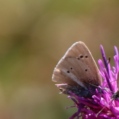 Polyommatus damon