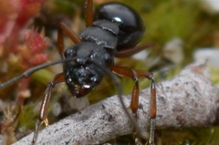 Campomyrma