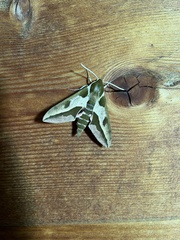 Hyles euphorbiae