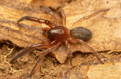 Trachelidae