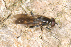 Chalcosyrphus