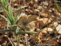 Freyeria trochylus