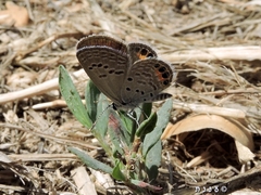 Freyeria trochylus