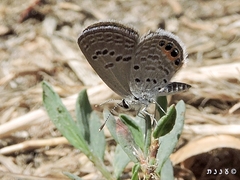 Freyeria trochylus