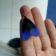 Pompelon marginata
