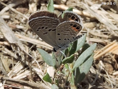 Freyeria trochylus