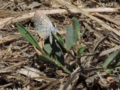 Freyeria trochylus