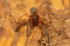 Trachelidae