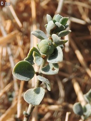 Andrachne telephioides