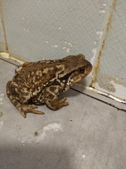 Bufo spinosus