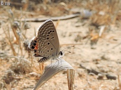 Freyeria trochylus