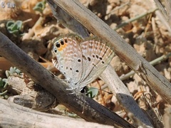 Freyeria trochylus