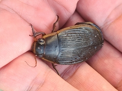 Dytiscus dimidiatus