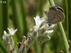 Freyeria trochylus