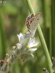 Freyeria trochylus
