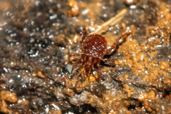 Acariformes