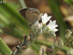 Freyeria trochylus