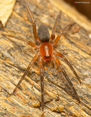 Rhaeboctesis