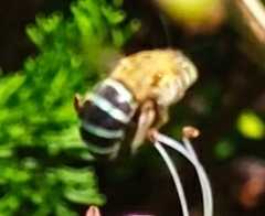 Zonamegilla
