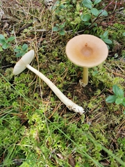 Amanita fulva
