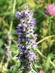 Nepeta multifida