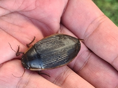 Dytiscus dimidiatus