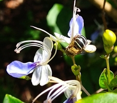 Zonamegilla