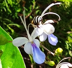 Zonamegilla