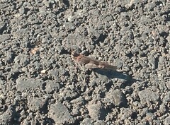 Trimerotropis fontana